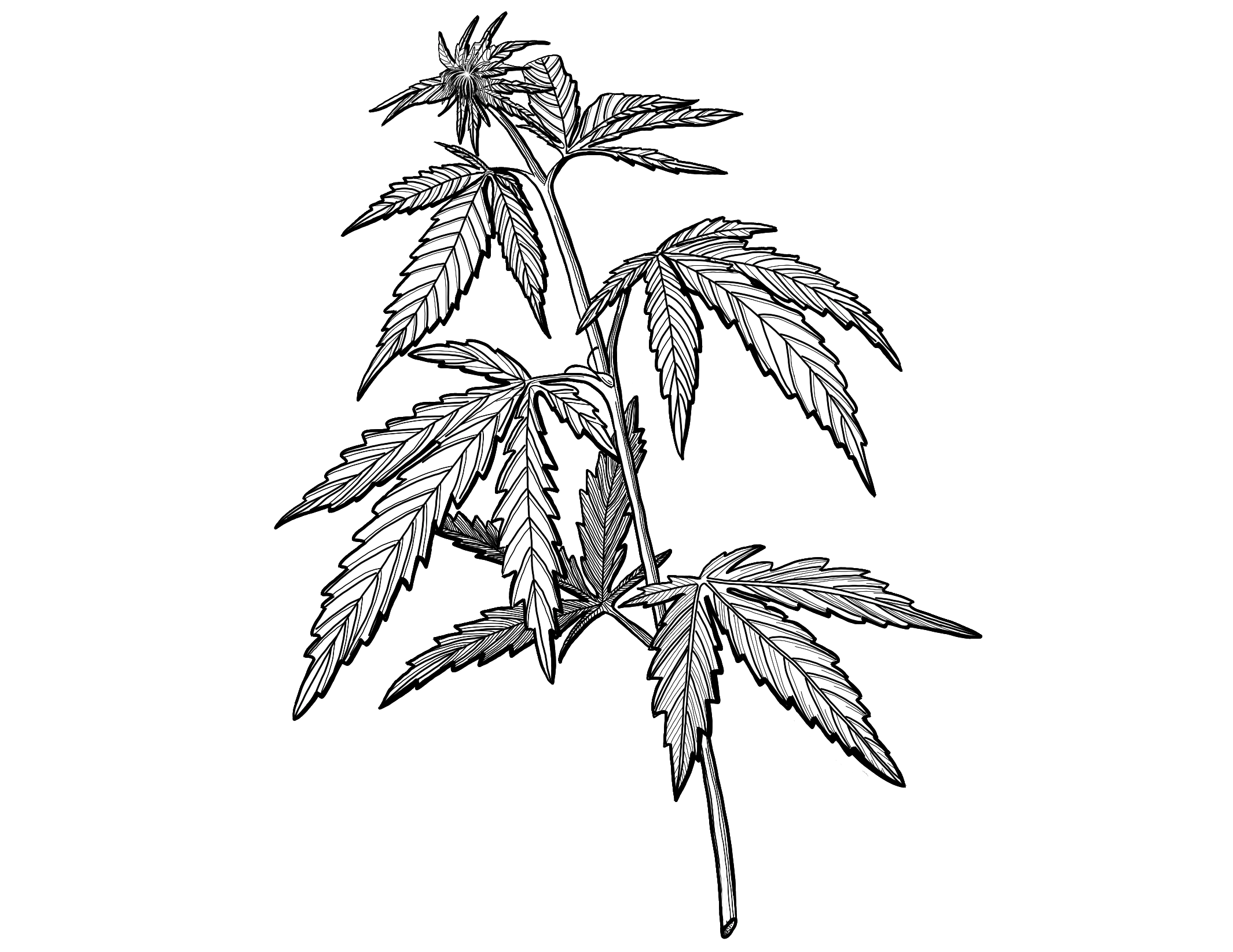 Piktogramm Cannabis Plant